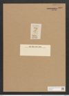 Gomphonema olivaceum (Lyng.) Kuetz. (de-Toni-Nr.: Genus 37, Species 1758) Zeichnungen Sammlung Grunow Nr. 3502 (NHMW-BOT-W0371064)